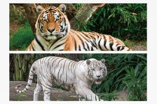 Obrázek z Záložka 3D s pravítkem 15,5 x 5,4cm - tygři(25) 